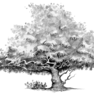 Pbaf.org Favicon