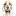 Perfectcockerspaniel.com Favicon