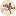 Perolamodels.com.br Favicon