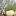 Pflanzenguru.com Favicon
