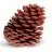 Pinecones.com Favicon