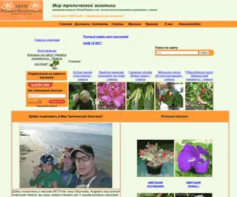 Pionerflowers.com(Интернет) Screenshot