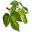 Pivovari.com Favicon