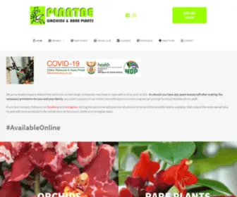 Plantae.co.za(Plantae Orchids Online Shop View More View More View More View More) Screenshot