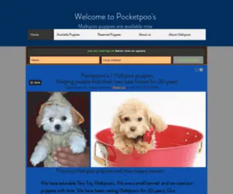 Pocketpoos.com(Maltipoo puppies for sale in Tennessee) Screenshot