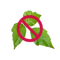 Poisonivygone.com Favicon