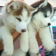 Pomskywiki.com Favicon