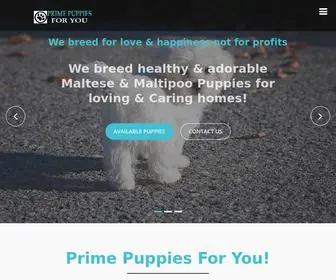 Primepuppiesforyou.com(Akc Maltese & Maltipoo Puppies for sale) Screenshot