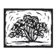 Primoestate.com.au Favicon