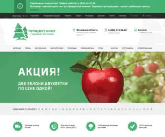 Protsvet.ru(Ель колючая "Глаука Глобоза" (Glauca Globosa)) Screenshot