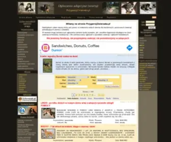 PRZygarnijZwierzaka.pl(Psy i koty do adopcji) Screenshot