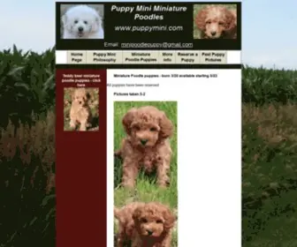 Puppymini.com(Teddy Bear Miniature Poodle Puppies) Screenshot