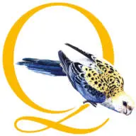 QLdwildlifeartists.com.au Favicon