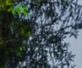 Queenscommonwealthcanopy.org(The Queens Commonwealth Canopy) Screenshot