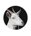 Qurbaniapp.com Favicon