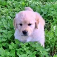 Regencyranchgoldens.com Favicon