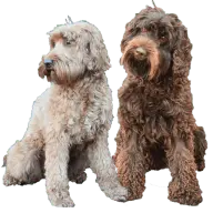 Rivermistlabradoodles.com Favicon