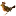 Robinkingdesigns.com Favicon