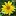 Rockymountainsflora.com Favicon