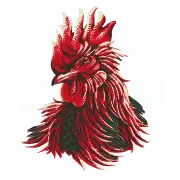 Roosterrojo.com Favicon