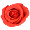 Rose-Saito.net Favicon