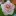 Rose76.ru Favicon