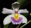 Sacramentoorchids.org Favicon