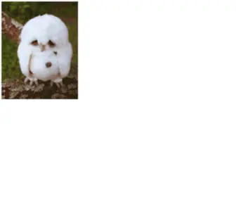 Sadowl.com(Sadowl) Screenshot