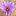 Saffronshop.com Favicon