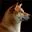 Saplingcorp.com Favicon