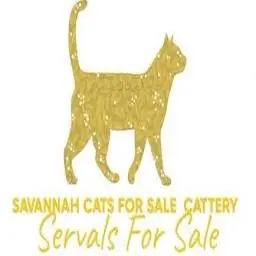 Savannahcatsforsale.com Logo