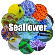 Seaflower.nl Favicon