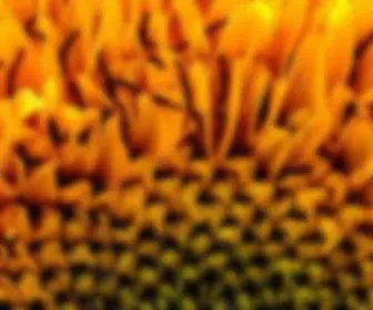 SH-WomenStore.com(SH WomenStore) Screenshot