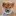 Shibaquebec.com Favicon