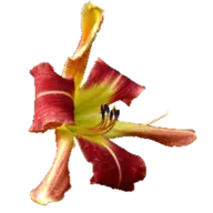 Simontonbridgedaylilies.com Favicon