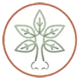 Sinusandallergywellnesscenter.com Favicon