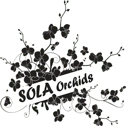 Solaorchids.ru Logo