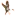 Sprigelectric.com Favicon
