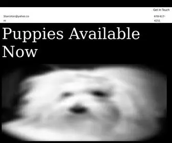 Starcoton.com(Coton de Tulear Puppies for Sale in Georgia) Screenshot