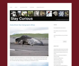 Stay-Curious.com(Stay Curious) Screenshot