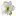 Stranifiori.it Favicon