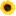 Sunflowerguy.com Favicon