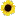 Sunflowerstrategies.com Logo