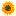 Sunflowerweb.nl Favicon