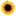 Sunflowoil.com Favicon