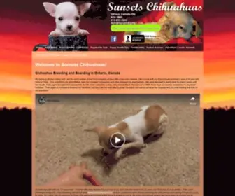 Sunsetschihuahuas.ca(Sunsets Chihuahuas) Screenshot