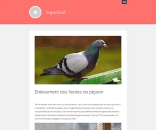 Superduif.be(Comment se prémunir des pigeons) Screenshot