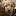 Sweetmaplelabradoodles.com Favicon