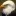 SWfleaglecam.com Favicon