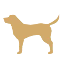 The-Bailey.co.za Favicon